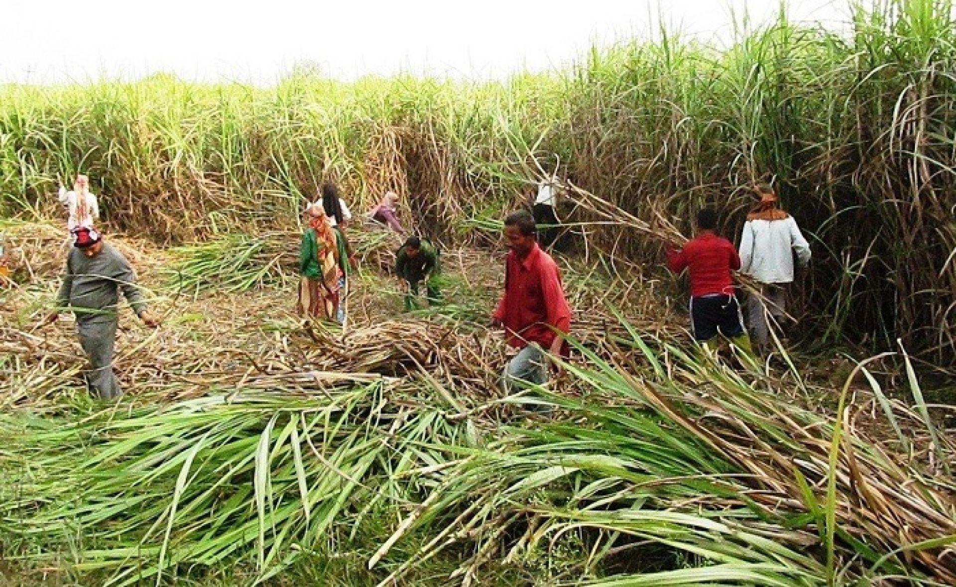 उखु किसानले अझै पाएनन् अनुदानबापतको २९ करोड 